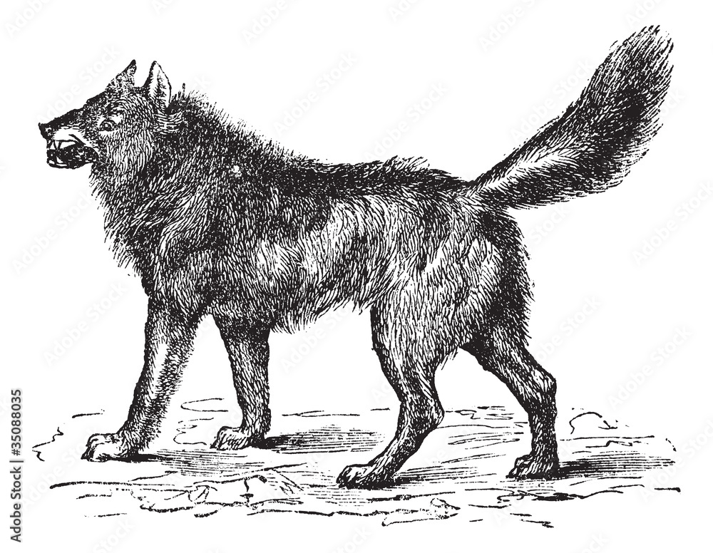 Obraz premium Eurasian Wolf or Canis lupus lupus vintage engraving