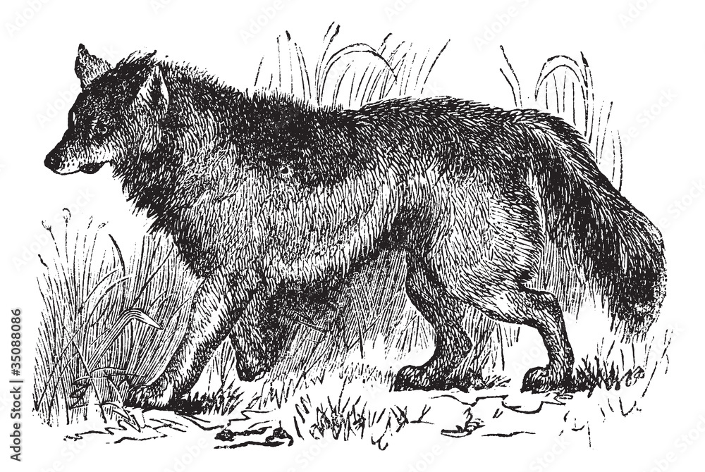 Naklejka premium Coyote or Canis latrans vintage engraving