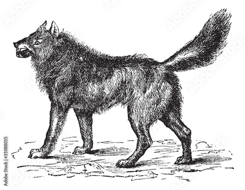 Eurasian Wolf or Canis lupus lupus vintage engraving