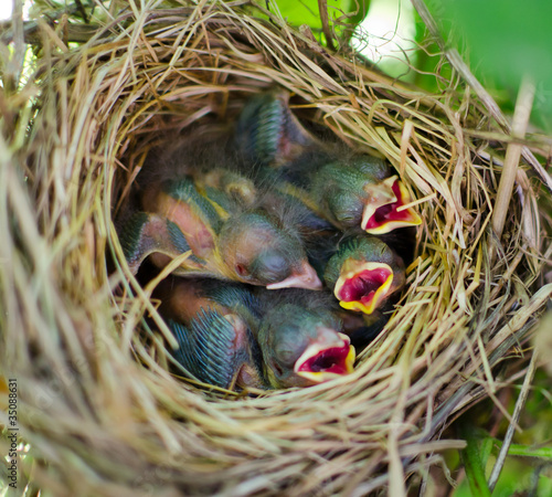 Newborn hungry baby birds in nest