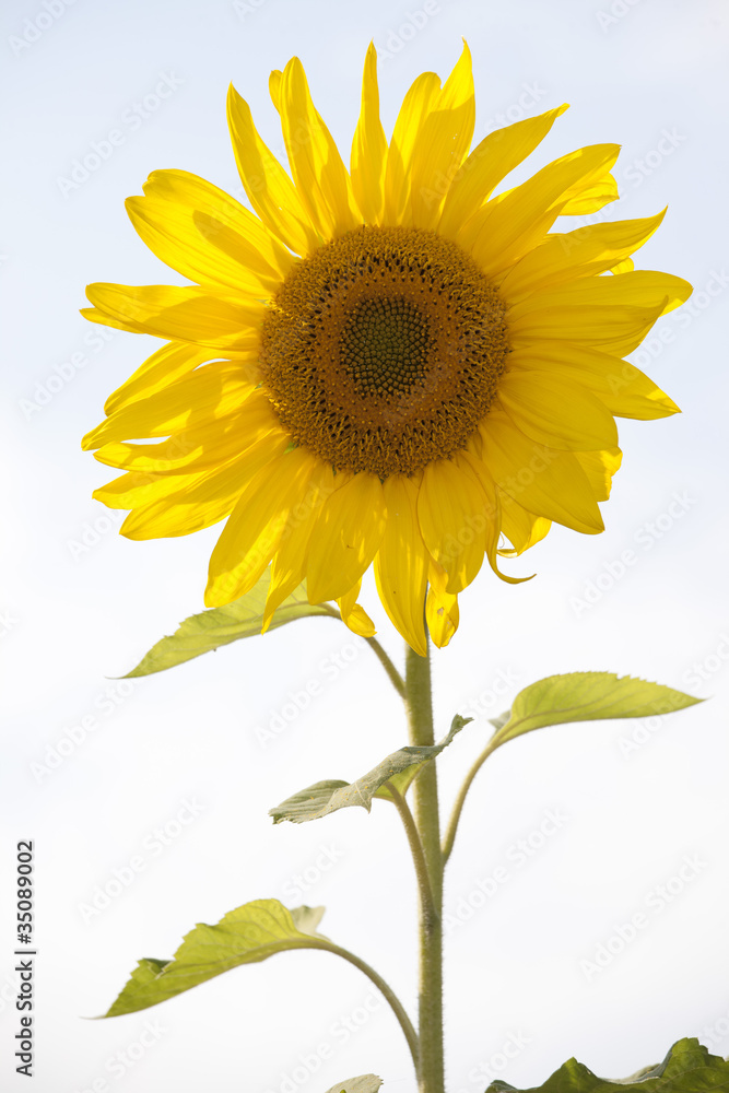 sunflower-4