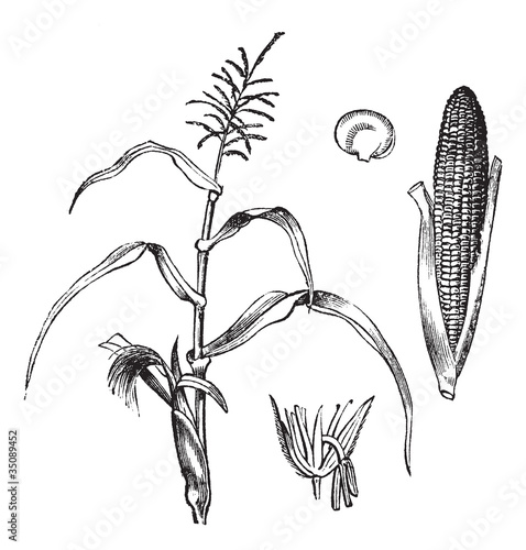 Corn, Maize or Zea mays, vintage engraving.