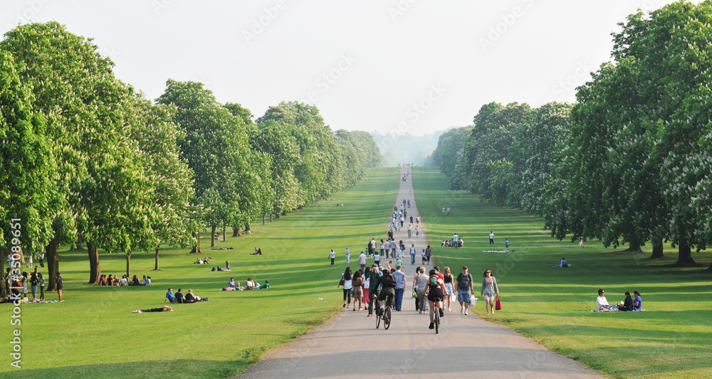 Windsor Great Park - obrazy, fototapety, plakaty 