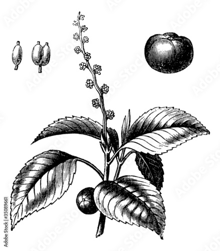Manchineel tree or Hippomane mancinella vintage engraving photo