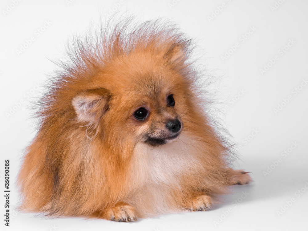 Puppy of breed a Pomeranian spitz-dog in studio