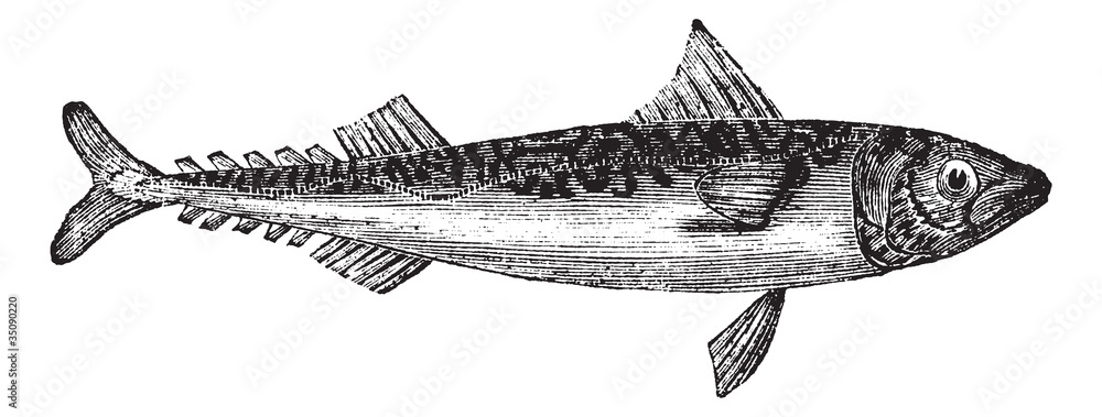 Fototapeta premium Atlantic mackerel or Scomber scombrus vintage engraving