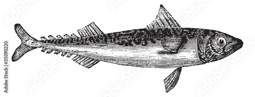 Atlantic mackerel or Scomber scombrus vintage engraving