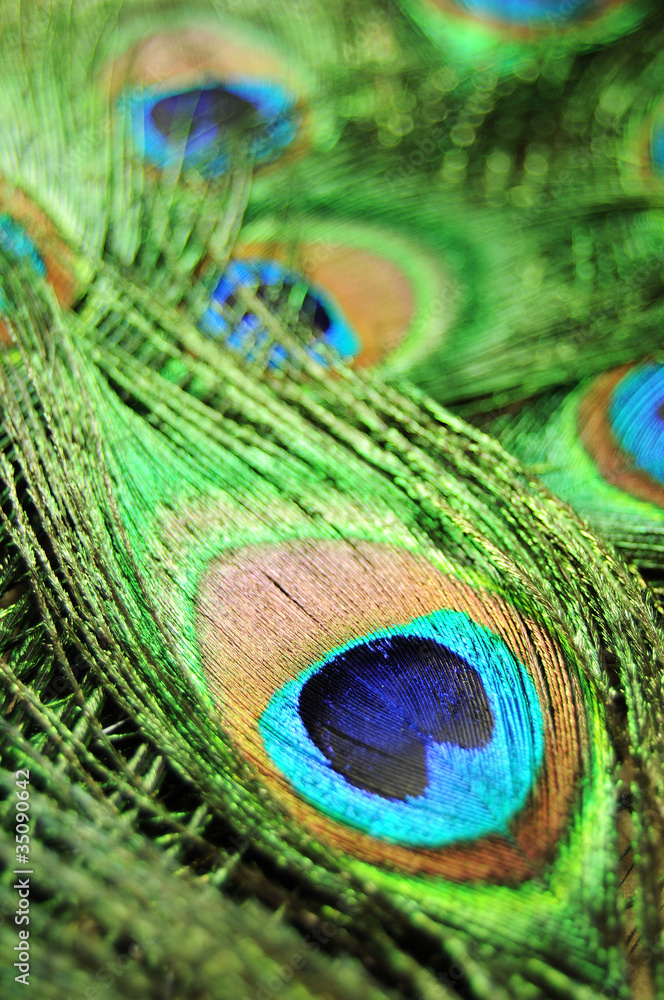 Fototapeta premium Peacock feathers