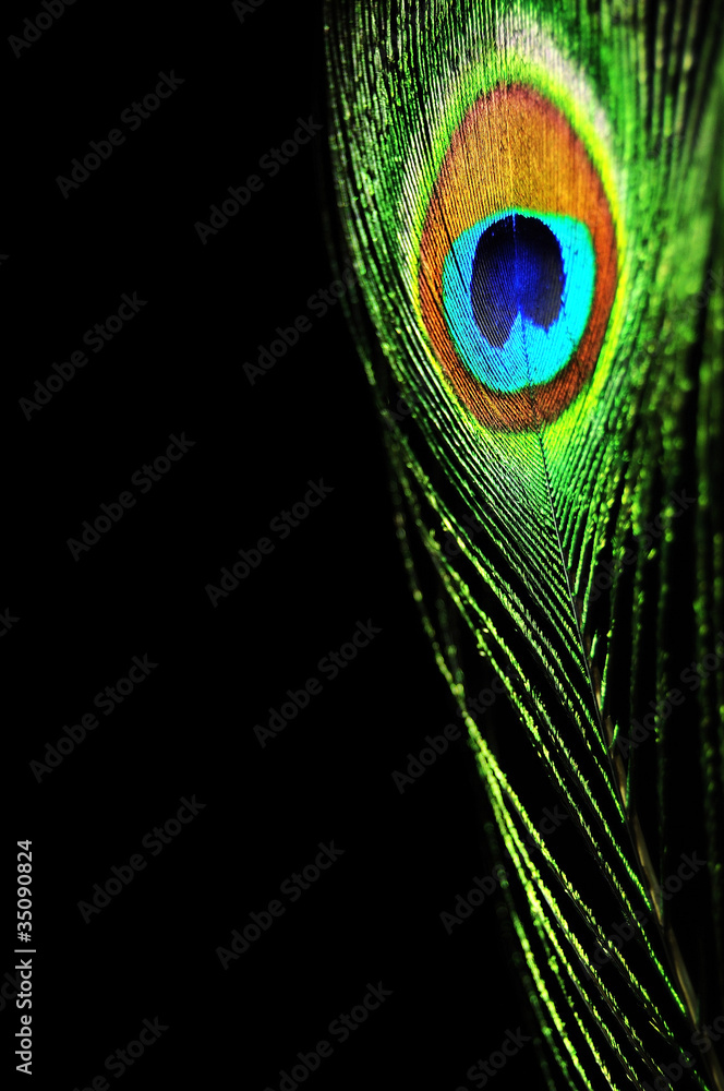 Obraz premium Peacock