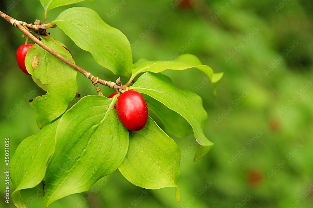 Fototapeta premium Kornelkirsche / Cornus mas