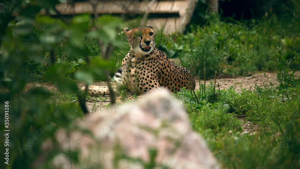 Cheetah lying in grass. Novosibirsk Zoo Cheetah lying in grass. Novosibirsk Zoo