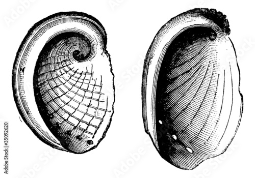 Haliotis tuberculatus, Haliotis Dubria, vintage engraving
