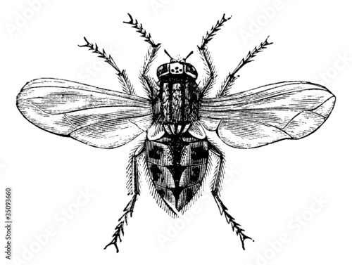 Housefly (Musca domestica) or Common housefly, magnified, vintag
