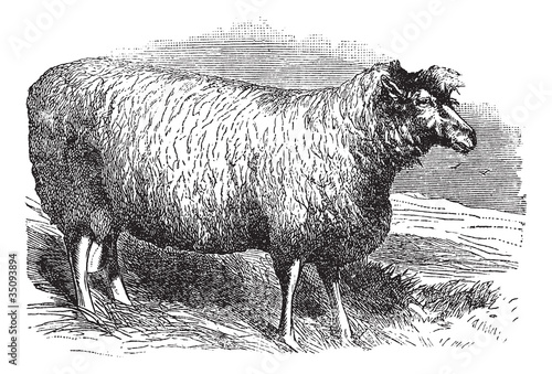 Leicester sheep or Bakewell Leicester, vintage engraving