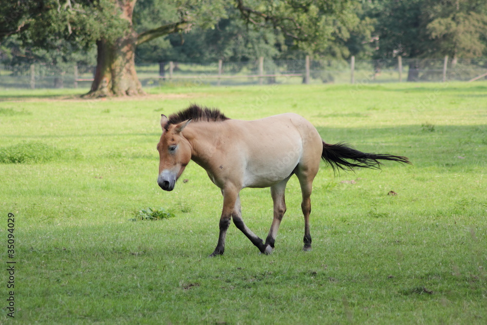 Freies Przewalski-Pferd Freies Przewalski-Pferd