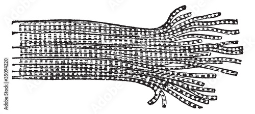 Human Muscle Fiber, vintage engraved illustration