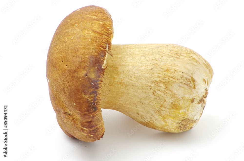 mushrooms mushrooms