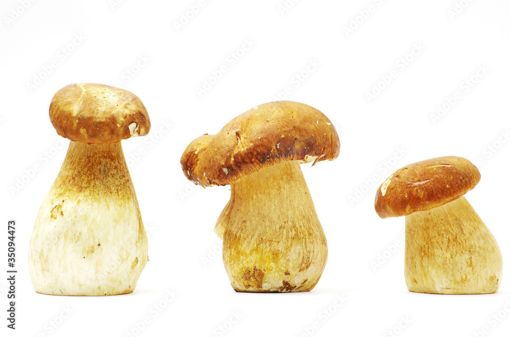Fototapeta premium mushrooms