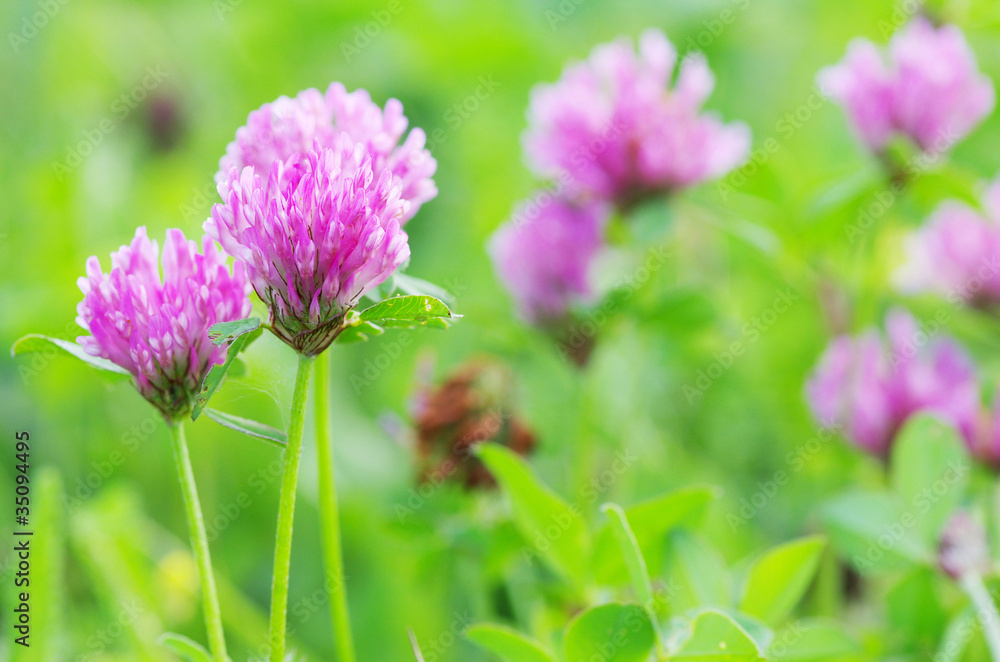 flower clovers flower clovers