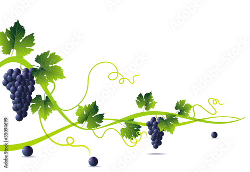 green liana and blue grapes