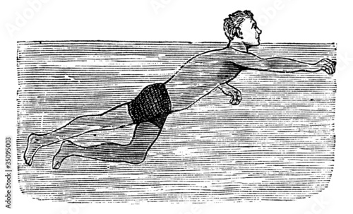 Dog Paddling, vintage engraved illustration