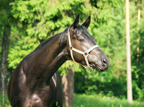 portrait of amazing black stallion