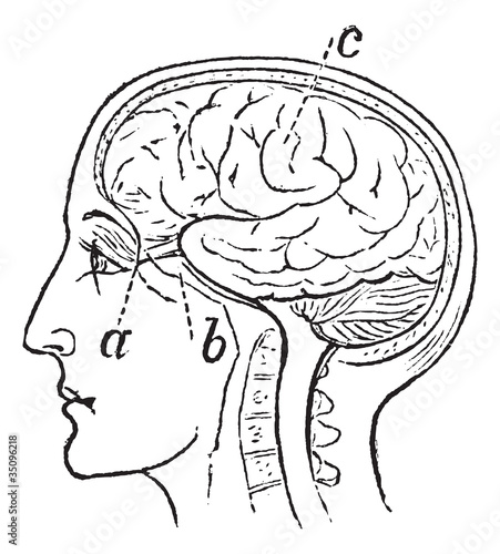 Optic Nerve, vintage engraved illustration