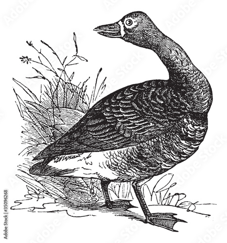 White-fronted goose (Anser Gambelii), vintage engraving