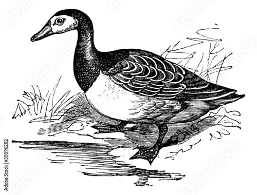 Barnacle goose (Branta leucopsis), vintage engraving.