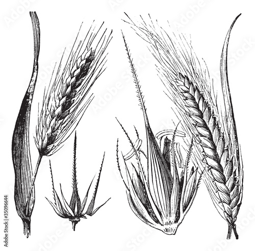 Common barley or Hordeum vulgare, Barley hinge or Hordeum distic