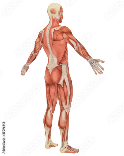 Male Muscular Anatomy Angled Rear View