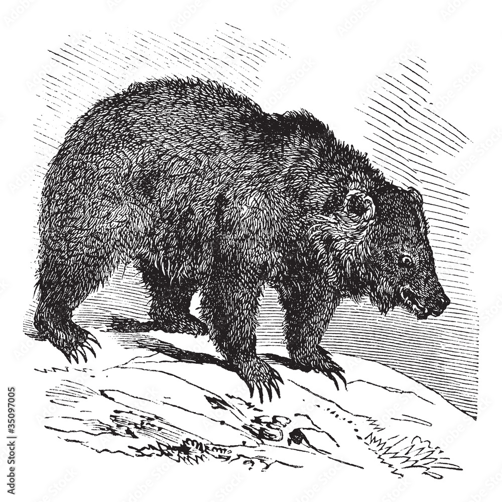 Obraz premium JACK Bear (Ursus horribilis), vintage engraving