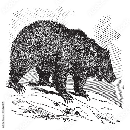 JACK Bear (Ursus horribilis), vintage engraving