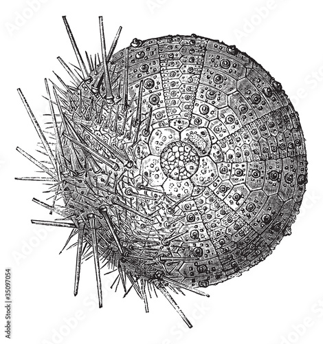 Common sea urchin. On the one hand, we remove the thorns to show