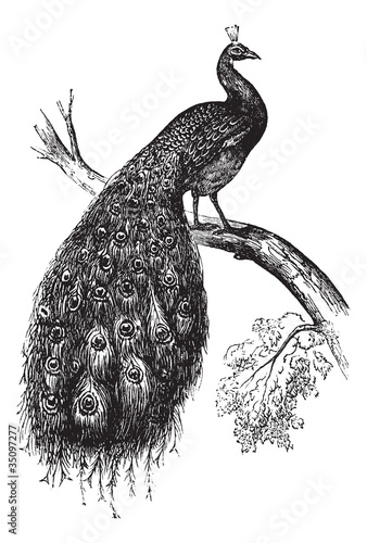 Indian Peafowl or Blue Peafowl or Pavo cristatus, vintage engrav