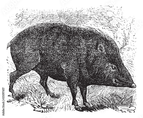 Collared peccary or Pecari tajacu vintage engraving