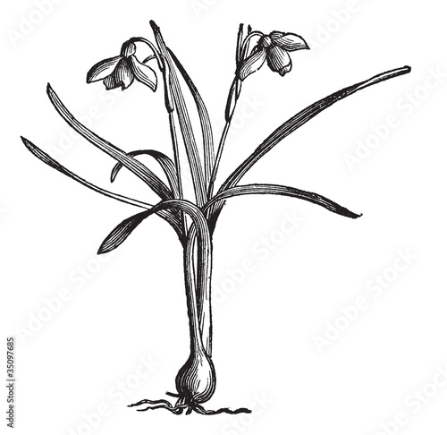 Snowdrop or Galanthus nivalis, vintage engraving