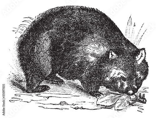 Common wombat or Vombatus ursinus vintage engraving