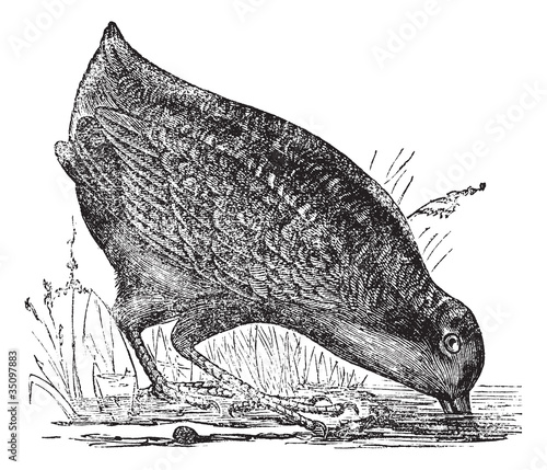 Photo Philohela minor or American Woodcock, vintage engraving