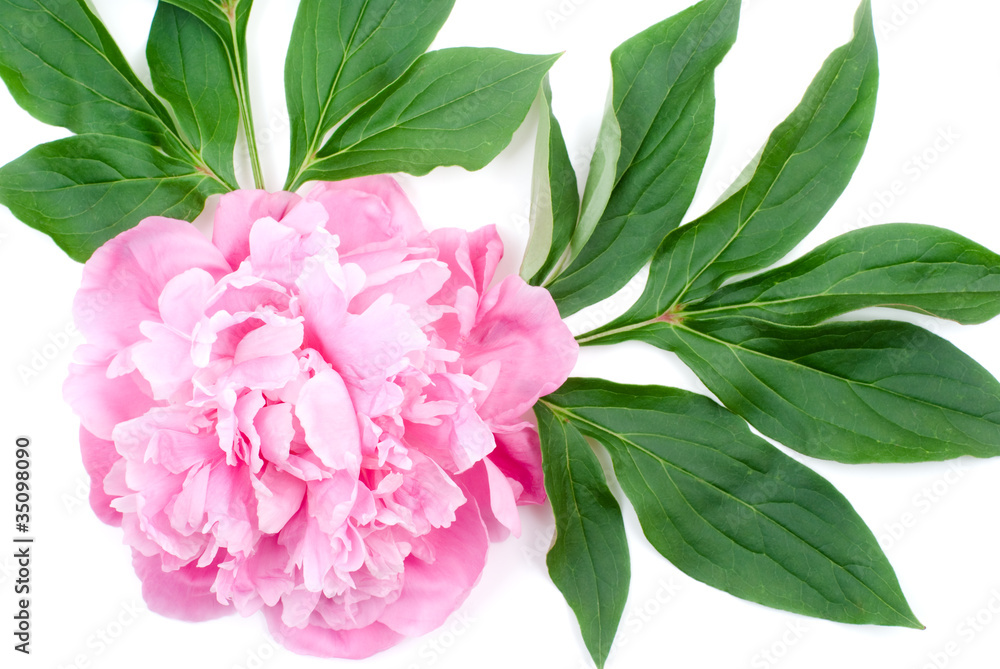 芍薬の花と葉 Stock 写真 Adobe Stock