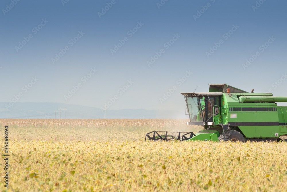 Obraz premium Combine harvesting soybeans