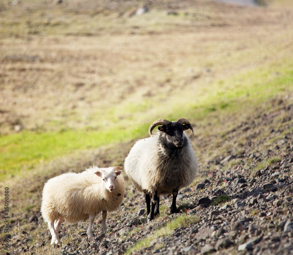 Fototapeta premium Sheep