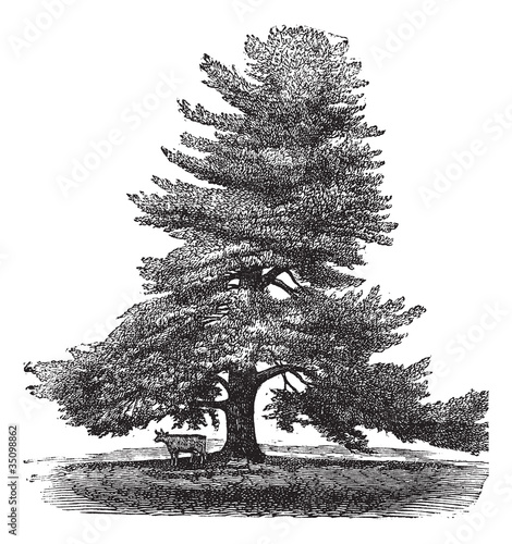 Eastern White Pine or Pinus Strobus, vintage engraving.