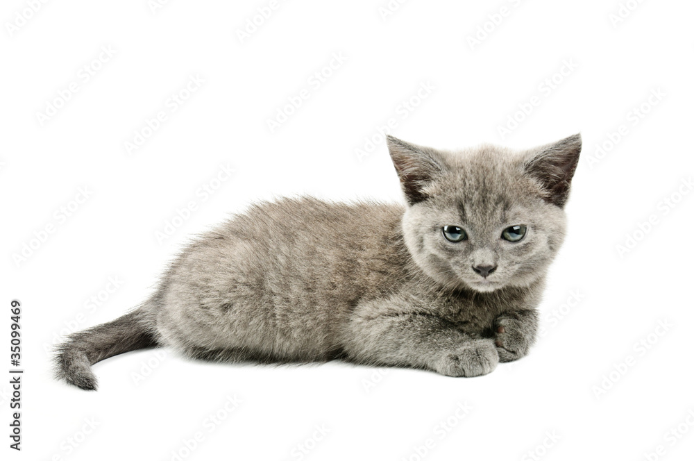 Grey kitten
