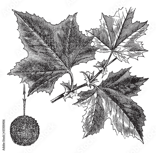 American Sycamore or Platanus occidentalis, vintage engraving