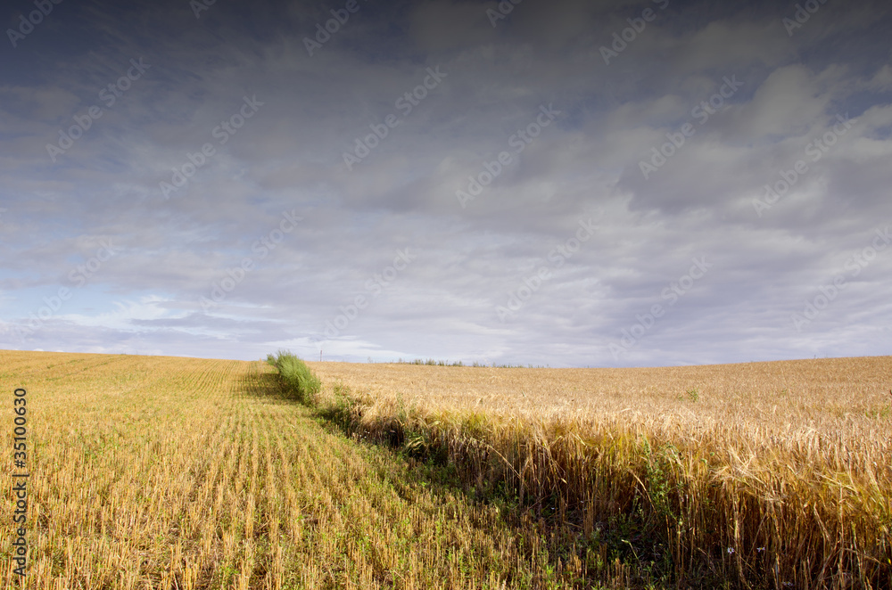 Agricultural field of wheat and rye.