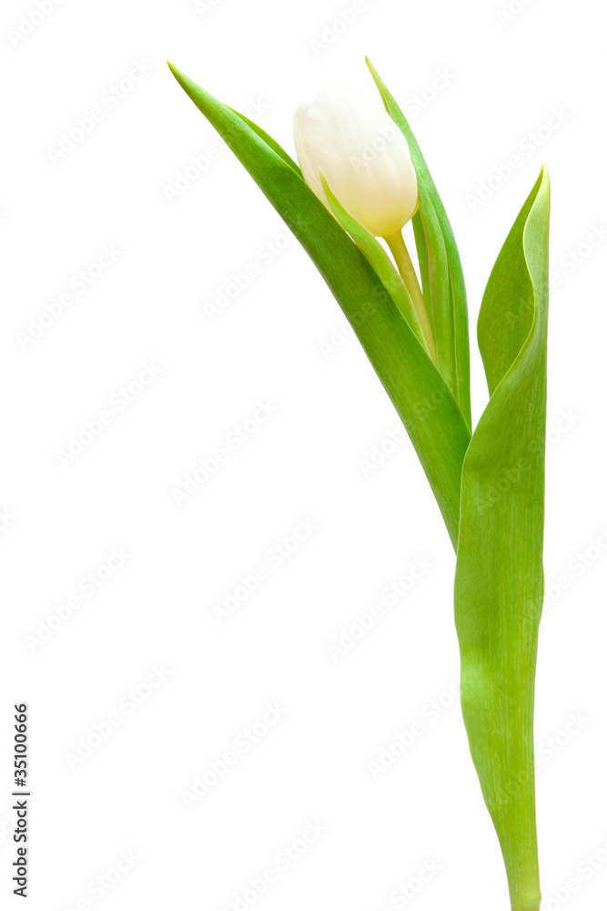 Fototapeta premium white tulip