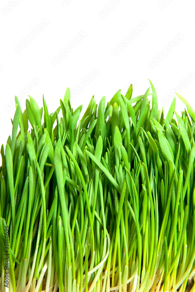 green grass green grass
