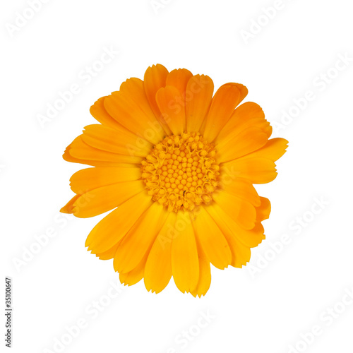 marigold