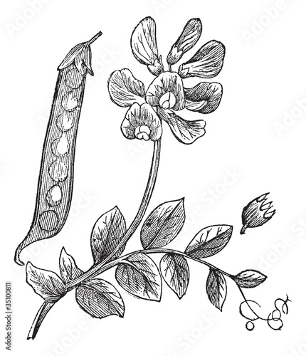 Peas or Pisum sativum, vintage engraving